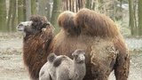 Novinky v Zoo Brno: Narodili se velbloudi a po pěti letech se bude stavět pavilon pro pštrosy
