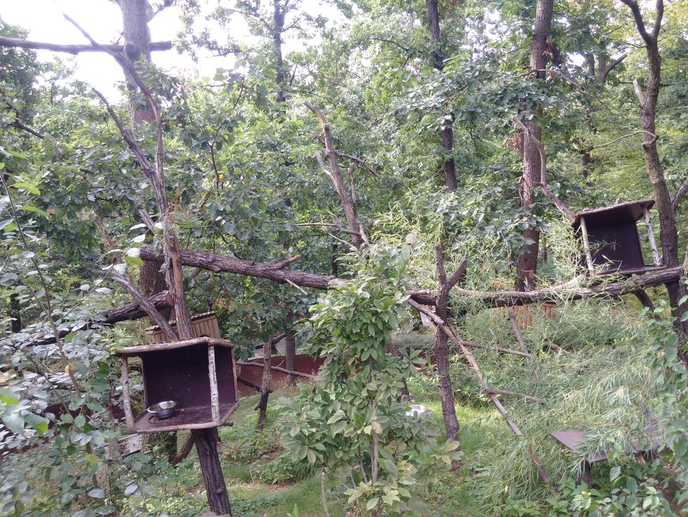 V brněnské zoo se narodili čtyři klokani a bude se stavět nový domeček pro pštrosy.