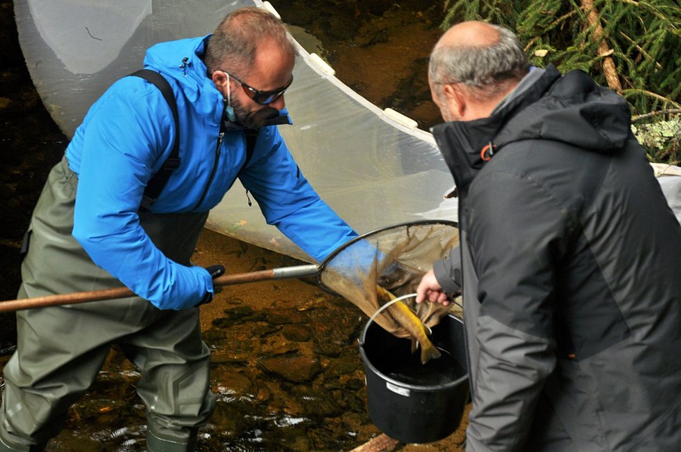 Pstruh obecný se sám vrátil a kolonizoval jezero Laka.