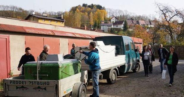 Malý nákladní automobil s tisícovkou vzrostlejších pstruhů o průměrné váze 700 gramů přijel do Vrchlabí kolem jedenácté hodiny: Zastávky s jejich vypouštěním do Labe měl na dvanácti místech mezi Vrchlabím a Herlíkovicemi.