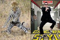 Leopard tančí Gangnam style: Korejský zpěvák uchvátil i divočinu!