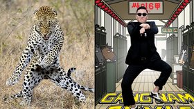 Korejec PSY a jeho Gangnam style má fanoušky i v zvířecí říši.