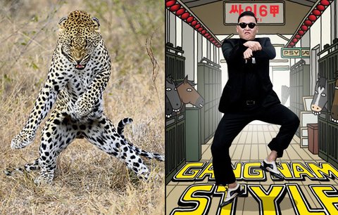 Leopard tančí Gangnam style: Korejský zpěvák uchvátil i divočinu!