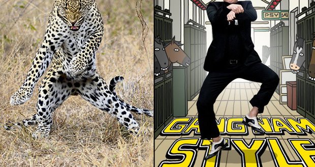 Korejec PSY a jeho Gangnam style má fanoušky i v zvířecí říši.