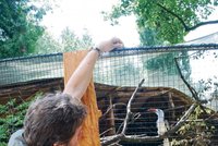 Jihlavská zoo se chlubí cizím peřím