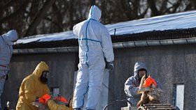 Veterináři usmrtí kvůli ptačí chřipce přes 30 000 ptáků na Chebsku.