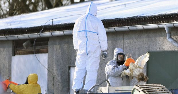 Smrtelná ptačí chřipka se vrátila do Česka. Veterináři nakažené ptáky utratí