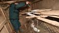 Veterináři za asistence hasičů začali 4. ledna likvidovat drůbež nakaženou ptačí chřipkou z chovu Pavla Kocandy v Moravském Krumlově na Znojemsku