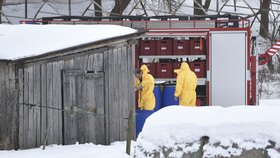 Likvidace drůbeže zasažené ptačí chřipkou