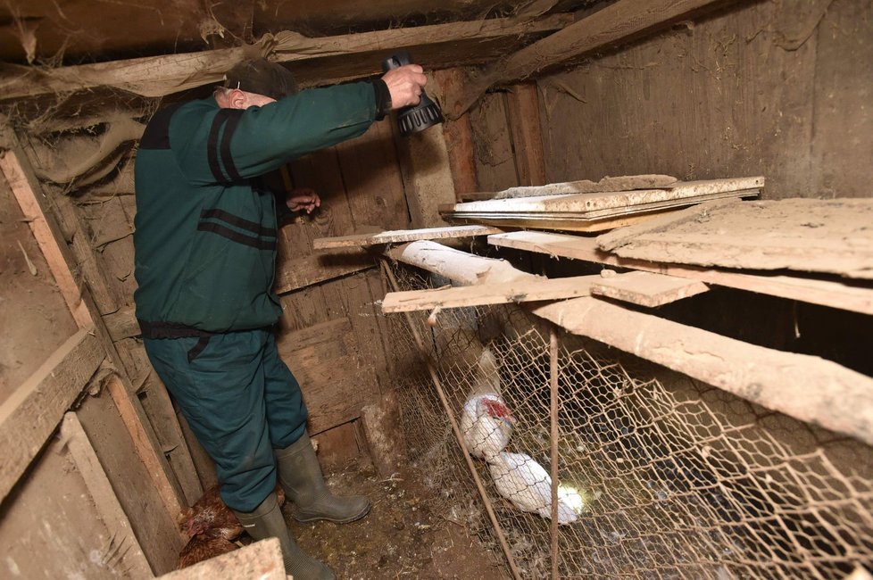 Veterináři za asistence hasičů začali 4. ledna likvidovat drůbež nakaženou ptačí chřipkou z chovu Pavla Kocandy v Moravském Krumlově na Znojemsku