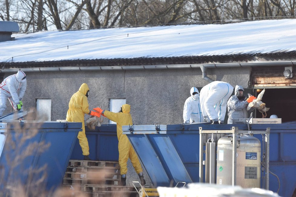 V České republice bylo už celkově zjištěno dvanáct ohnisek ptačí chřipky.