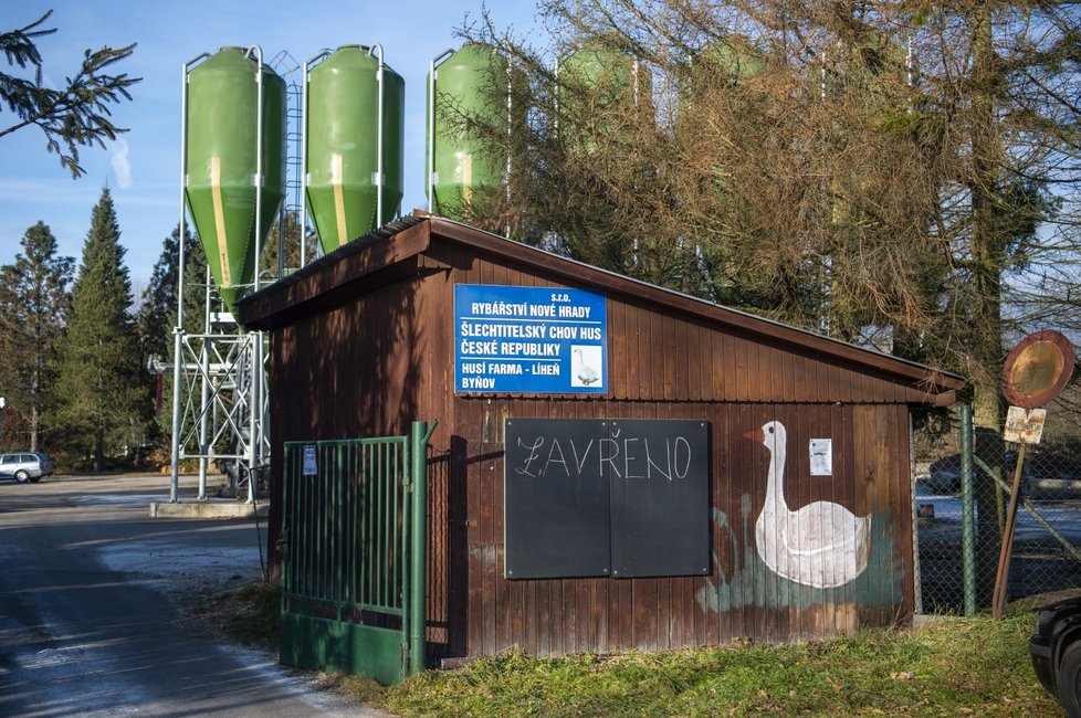 Veterináři začali u rybníka Velebil na Českobudějovicku likvidovat ptáky z několika hejn firmy Rybářství Nové Hrady, u nichž se prokázala ptačí chřipka.