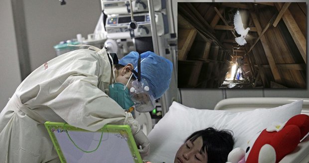 Na ptačí chřipku nyní zemřelo v Číně již 40 lidí