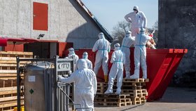 V Kosičkách na Královéhradecku začala likvidace chovu kachen, který zasáhla ptačí chřipka (31. 3. 2021)
