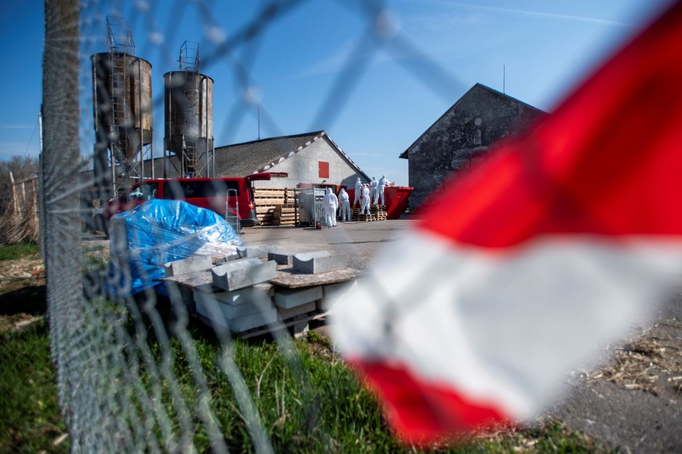 V Kosičkách na Královéhradecku začala likvidace chovu kachen, který zasáhla ptačí chřipka (31. 3. 2021)