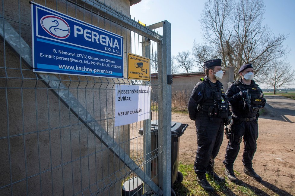 V Kosičkách na Královéhradecku začala likvidace chovu kachen, který zasáhla ptačí chřipka (31. 3. 2021)