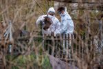 Veterináři začali utrácet drůbež v malochovu v Ronově nad Doubravou na Chrudimsku, kde byl potvrzen výskyt ptačí chřipky (4. 2. 2021)
