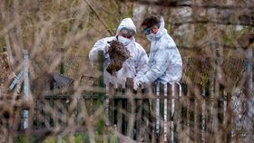 Veterináři začali utrácet drůbež v malochovu v Ronově nad Doubravou na Chrudimsku, kde byl potvrzen výskyt ptačí chřipky (4. 2. 2021)