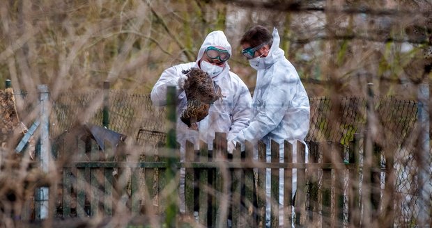 Boj s ptačí chřipkou v Česku mírně poleví. Přesun drůbeže bude možný s podmínkami