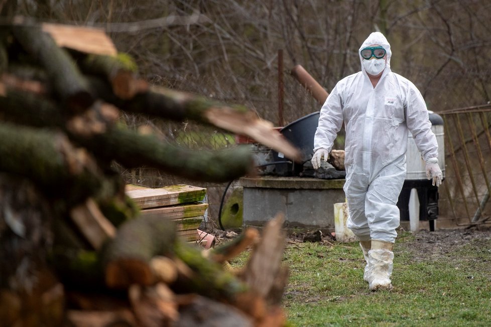 Veterináři začali utrácet drůbež v malochovu v Ronově nad Doubravou na Chrudimsku, kde byl potvrzen výskyt ptačí chřipky (4. 2. 2021)