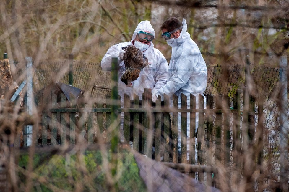 Veterináři začali utrácet drůbež v malochovu v Ronově nad Doubravou na Chrudimsku, kde byl potvrzen výskyt ptačí chřipky (4. 2. 2021)