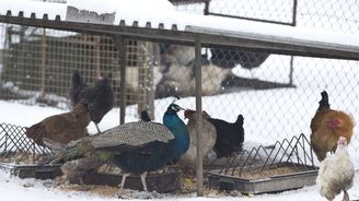 V Blatenské rybě potvrdili veterináři další nákazu ptačí chřipkou