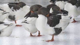 Veterináři dnes utratí několik tisíc kachen nakažených ptačí chřipkou 