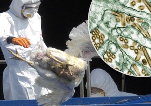 V Česku se rozšířila ptačí chřipka přenosná na lidi. Existují důvody k obavám?