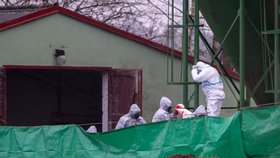 Vítaná spása: 420 hus jediného šlechtitelského chovu v ČR ušetří při vybíjení po ptačí chřipce