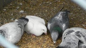 Jedna z dřívějších nákaz ptačí chřipkou