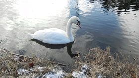 V Praze objevili veterináři první labuť s ptačí chřipkou.