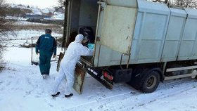 Jihomoravský kraj zasáhla ptačí chřipka: Společnost Vinofrukt v Brodě nad Dyjí utratila až 140 kusů ptactva.