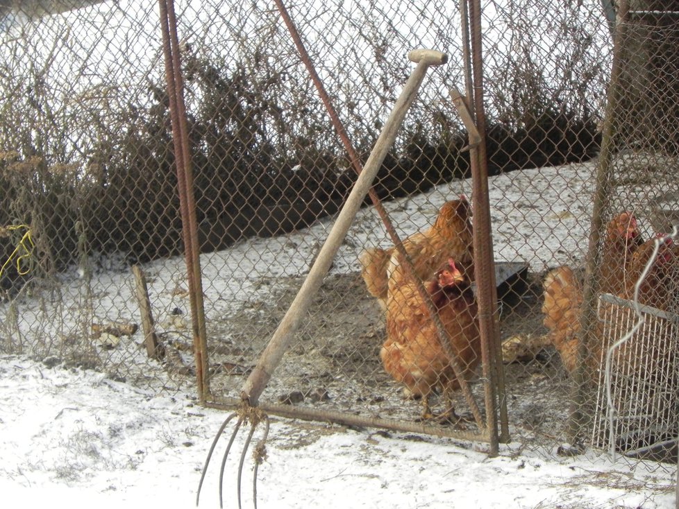 Tyto slepice v sousedství prázdného chovatelského areálu čeká podle všeho smutný osud