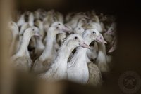 Ptačí chřipka v ČR: Kvůli viru budou utraceny tisíce kachen. Veterináři hlásí i případ prasečího moru