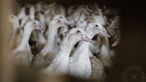 Ptačí chřipka v ČR: Kvůli viru budou utraceny tisíce kachen. Veterináři hlásí i případ prasečího moru