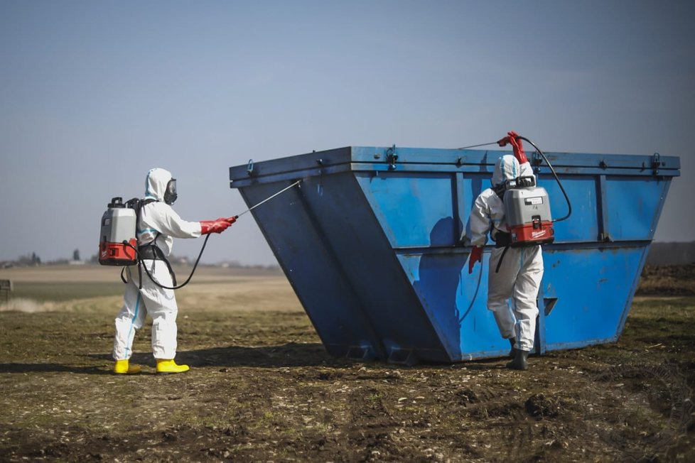 Utracení drůbeže infikované virem ptačí chřipky