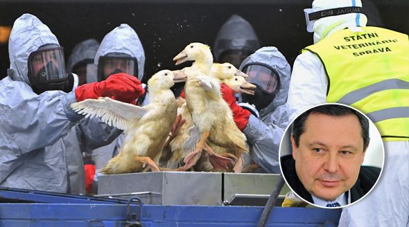 Chřipce padlo za oběť již 100 tisíc ptáků.