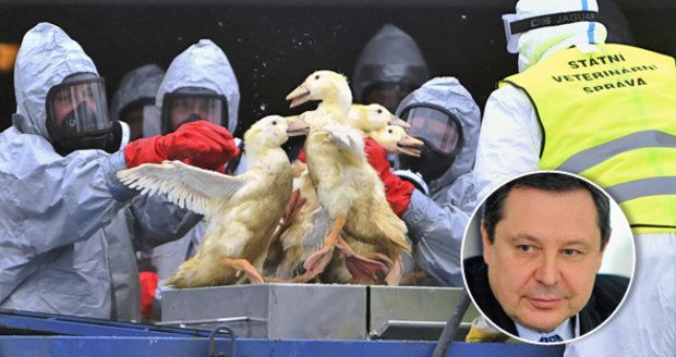 Kvůli chřipce vybili 100 tisíc ptáků. Odborník se zlobí a zdraží nám maso?