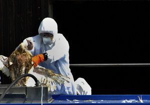 Ptačí chřipka ve světě i v Česku