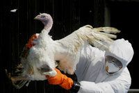 Měsíc ptačí chřipky v Česku: Tisíce mrtvých ptáků a zakázané výstavy
