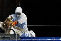 Ptačí chřipka se šíří republikou: Kvůli nakažené huse u Prahy utratí 700 zvířat
