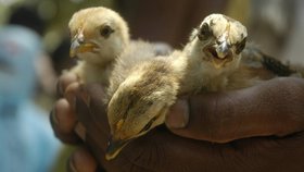 Jarní počasí by mělo ptačí chřipku utlumit, míní šéf veterinářů.