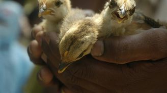 Francie dělá tlustou čáru za ptačí chřipkou. Zlikviduje milion hus a kachen