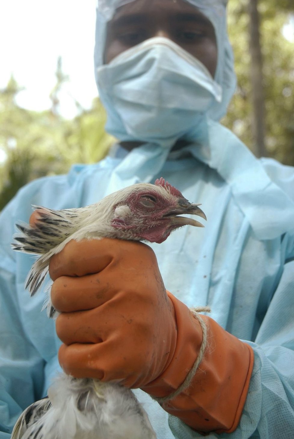 Počet ohnisek ptačí chřipky se zvýšil na 20, je i na Pardubicku.