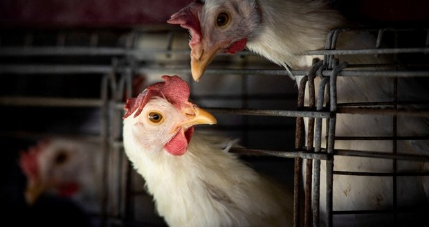 Ptačí chřipka (ilustrační foto) Ptačí chřipka (ilustrační foto)