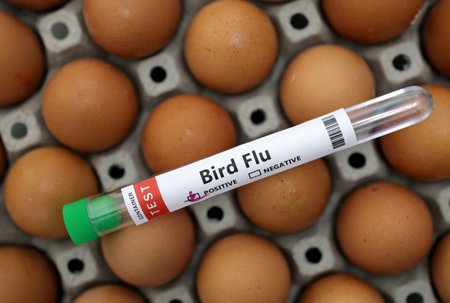 Ptačí chřipka (ilustrační foto)