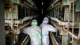 Hasiči dokončili likvidaci chovu slepic zasaženého ptačí chřipkou v Kosičkách na Královéhradecku (3. 4. 2021)