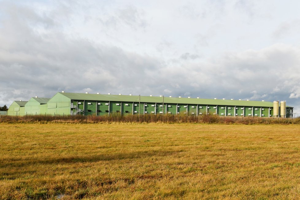 Velkochov slepic v Brodu nad Tichou na Tachovsku, kde se potvrdila ptačí chřipka.