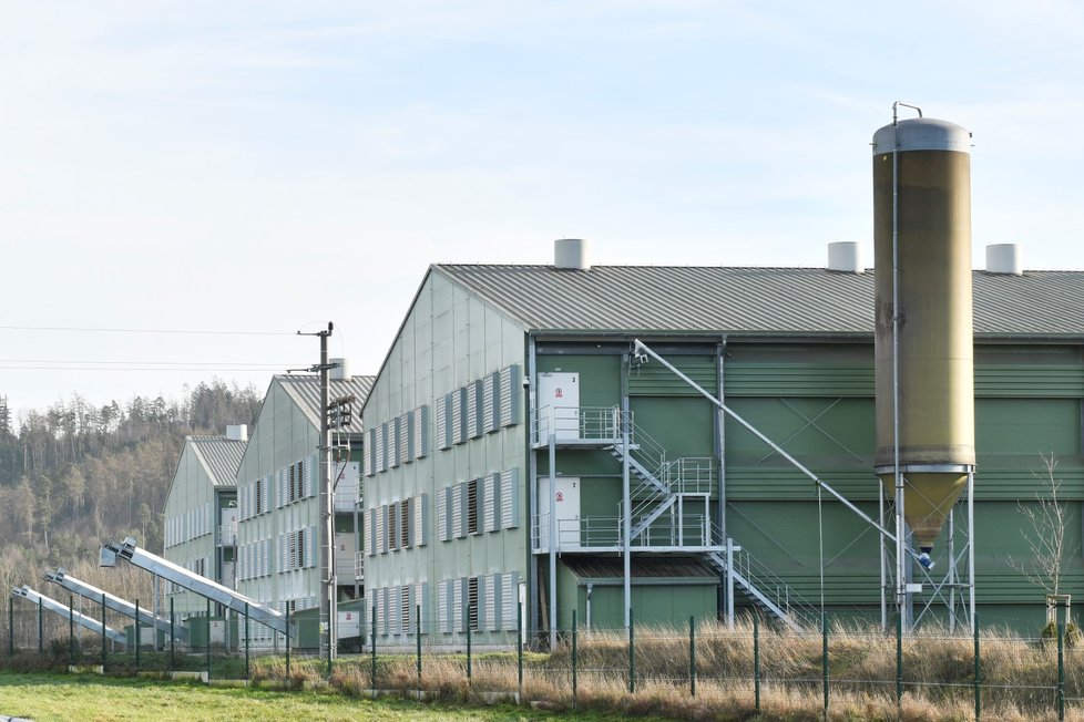 Velkochov slepic v Brodu nad Tichou na Tachovsku, kde se potvrdila ptačí chřipka.