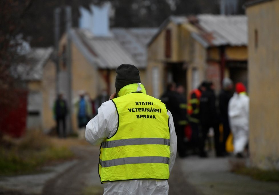 Likvidace kachen ve velkochovu firmy Mavela Dynín